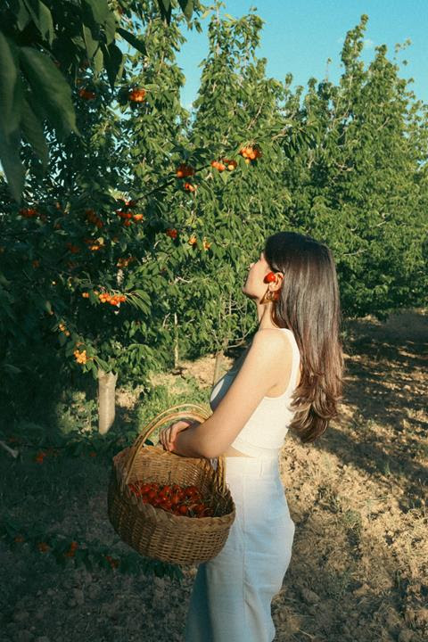 A person holding a woven basket of cherries beneath leafy orchard trees