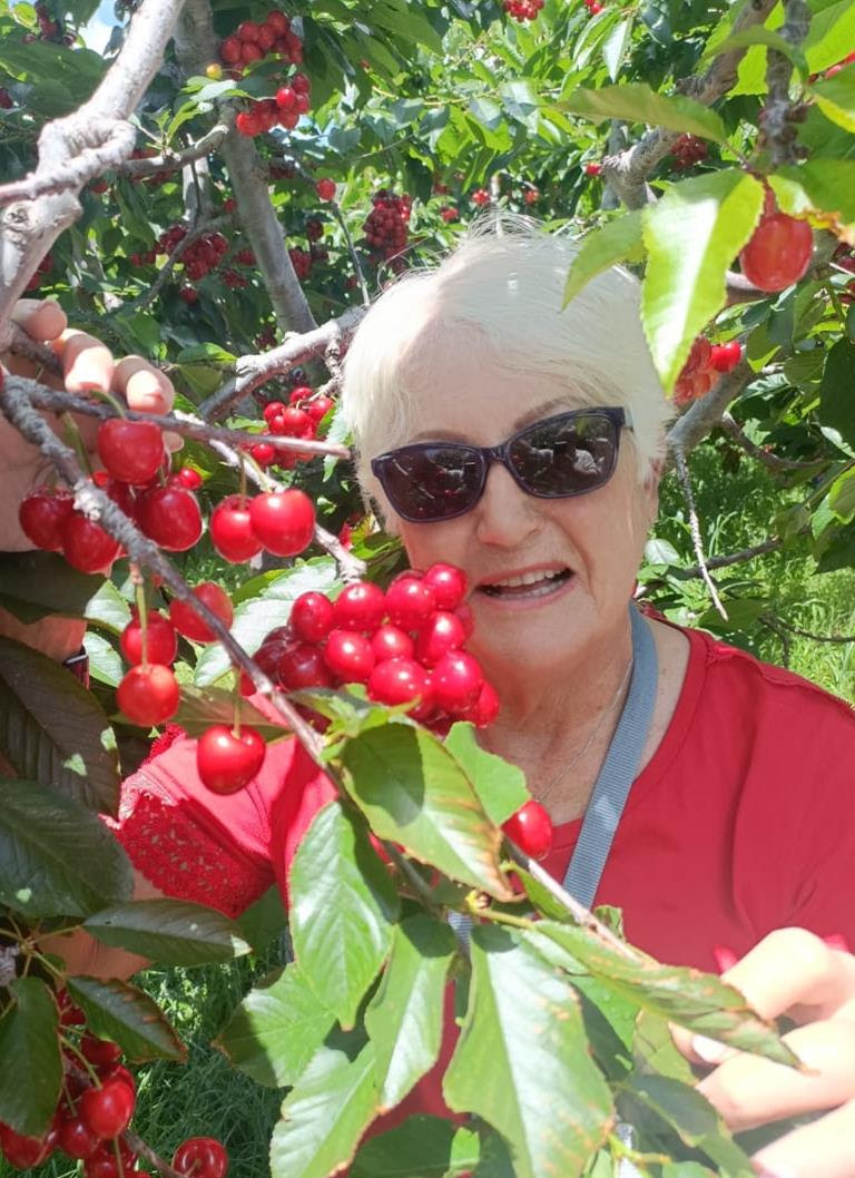 A smiling visitor in sunglasses surrounded by branches of ripe red cherries