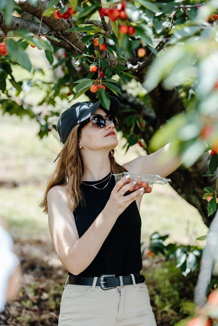 A visitor picking cherries from a tree while holding a punnet in an orchard