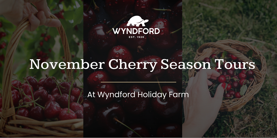 November Cherry Season Tours at Wyndford Holiday Farm, with cherries, orchard leaves and woven baskets