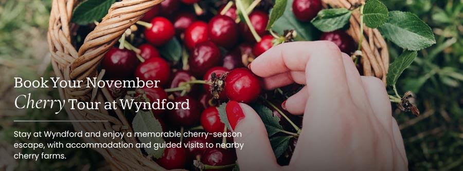 Book your November Cherry Tour at Wyndford: accommodation and guided visits to nearby cherry farms, over a basket of ripe cherries
