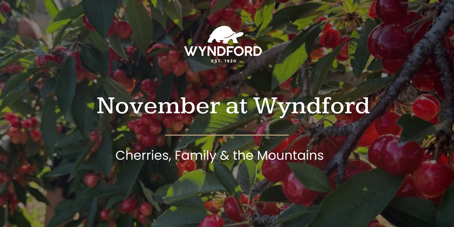 November at Wyndford: Cherries, Family and the Mountains, with the Wyndford logo over ripe cherries on a tree